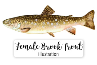 Adult Female Brook Trout Watercolor Illustrations
