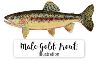 Adult Male Gold Trout Watercolor Illustrations