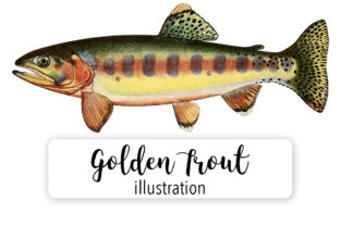 Adult Male Golden Trout Illustrations Review
