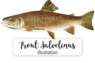Adult Male Trout Salvenelius Watercolor Illustrations