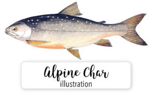 Alphine Char Watercolor: Premium Illustrations