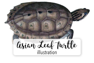 Asian Leaf Turtle Watercolor Illustrations Review