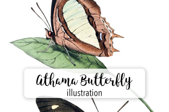 Athama Butterfly Watercolor Illustrations Review