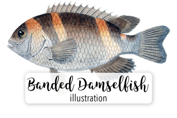 Banded Damselfish Watercolor Illustrations