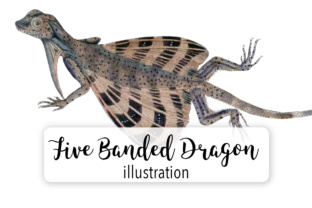 Banded Dragon Lizard Watercolor Illustrations