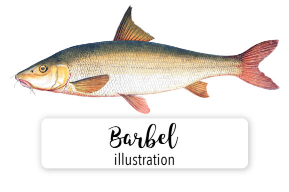 Barbel Watercolor Illustrations Review