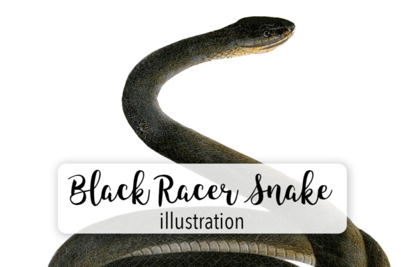 Black Racer Snake Watercolor Illustrations
