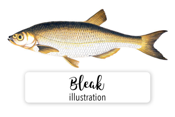 Bleak Fish Watercolor Illustrations Review
