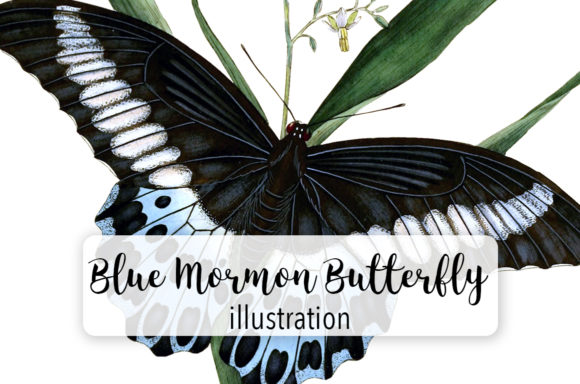 Blue Mormon & Butterfly Watercolor Illustrations