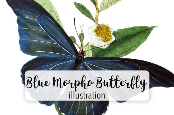 Blue Morpho Butterfly Watercolor & Illustrations