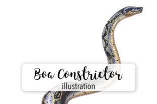 Boa Constrictor Watercolor: A Designer's Review