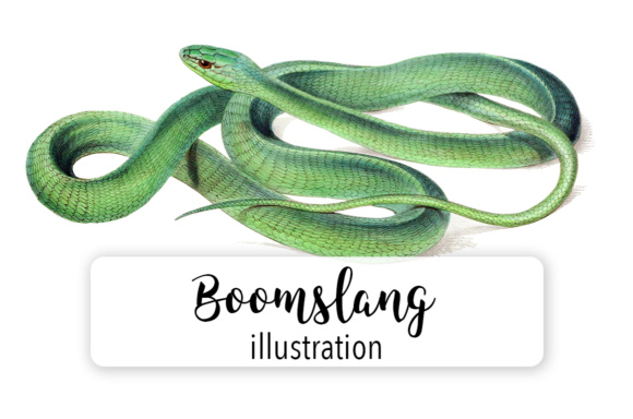 Boomslang Watercolor: A Designer's Review