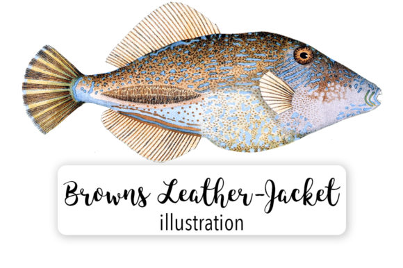 Browns Tooth Brush Leather Jacket Illustrations