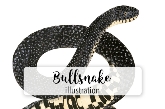 Bullsnake Watercolor Illustrations Review