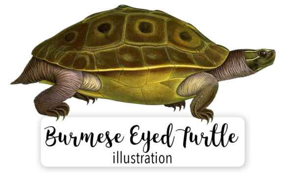 Burmese Eyed Turtle Watercolor Illustrations