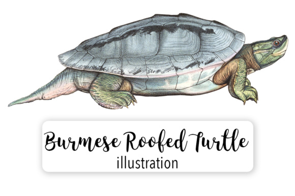 Burmese Roofed Male Turtle Watercolor Illustrations