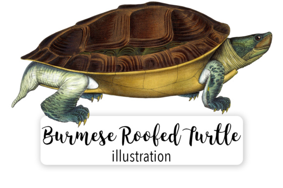 Burmese Roofed Turtle Watercolor Illustrations
