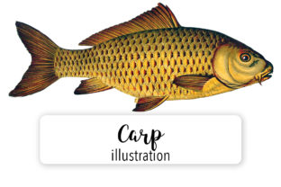 Carp Watercolor Illustrations for Local Brands