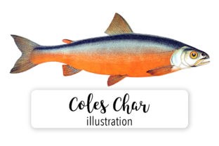 Char Fish Watercolor: Fresh Illustrations