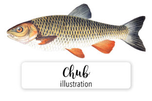 Chub Watercolor Illustrations Review