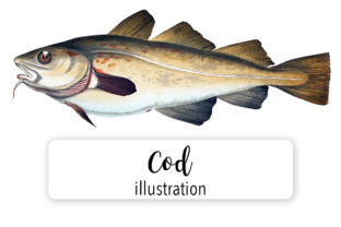 Cod Watercolor: A Designer's Real-World Review
