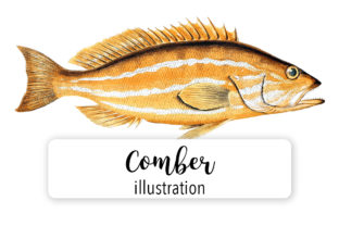 Comber Watercolor Illustrations Review