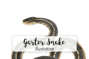 Common Garter Snake Watercolor & Illustrations