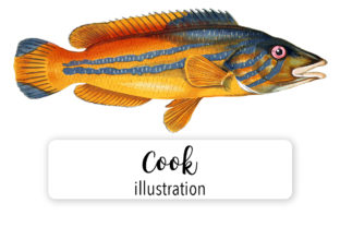 Cook Watercolor Embroidery Design Review