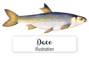 Dace Watercolor Illustrations for Branding