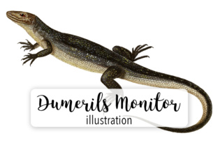 Dumeril s Monitor Watercolor Illustrations