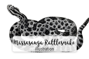 Eastern Massasauga Rattlesnake Illustrations Review