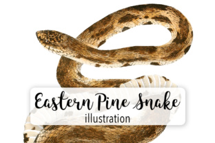 Eastern Pine Snake Watercolor Illustrations Review