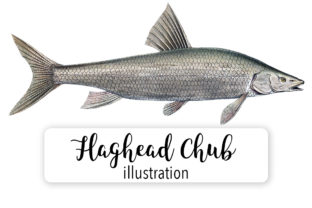 Flaghead Chub Watercolor Illustrations