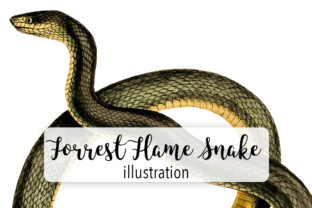 Forest Flame Snake Watercolor Illustrations