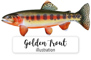 Golden Trout Watercolor Illustrations Review