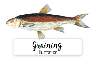Graining Watercolor Illustrations Review