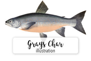 Grays Char Watercolor: Premium Illustrations