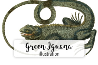 Green Iguana Watercolor Illustrations