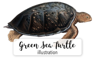 Green Sea Turtle Watercolor & Illustrations