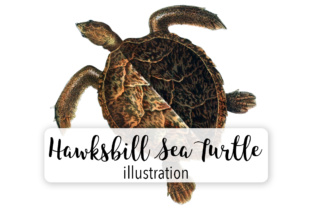 Hawksbill Sea Turtle Watercolor Illustrations