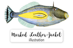 Horse Shoe Leather Jacket Illustrations