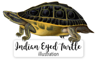 Indian Eyed Turtle Watercolor: A Designer Review
