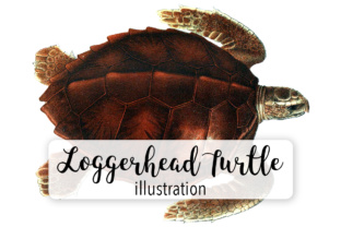 Loggerhead Turtle Watercolor Illustrations Review