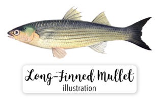 Long Fineed Grey Mullet Watercolor Illustrations