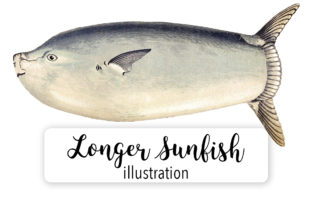 Longer Sunfish Watercolor Embroidery Review