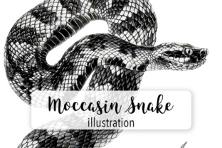 Moccasin Snake Watercolor Illustrations