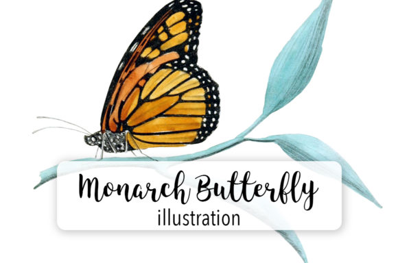 Monarch Butterfly Watercolor Illustrations Review
