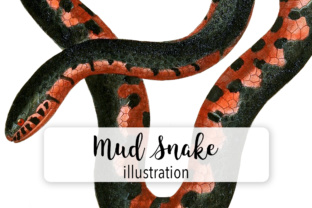Mud Snake Watercolor Illustrations Review