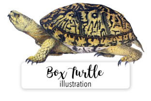 North American Box Turtle Watercolor Illustrations
