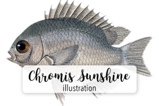 Olive Chromis Fish Illustrations for Blogs